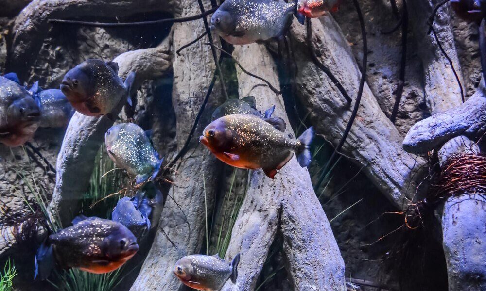 Akwarium biotopowe z jeziora Tanganika: Jak stworzyć idealne tanganika akwarium