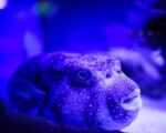 Lampa UV do akwarium – jak wybrać najlepszą?