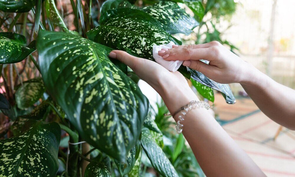 Pielęgnacja scewoli zwisającej: uprawa, zdjęcia i zimowanie