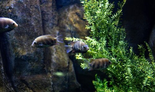 Akwaria słodkowodne: jak wybrać akwarium z szafką lub pokrywą?