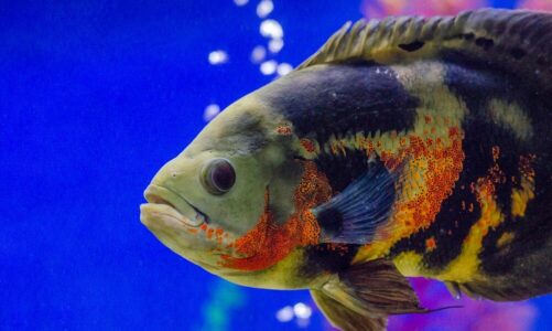 Akwarium Malawi: Jak stworzyć idealne warunki dla pyszczaków