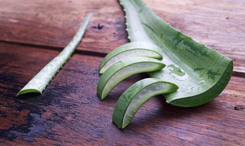 Jak rozpoznać aloes leczniczy – praktyczne wskazówki i zdjęcia