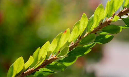 Jak szybko rośnie laurowiśnia – tempo wzrostu w ogrodzie