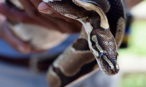 Padalec a zaskroniec – jak je odróżnić?