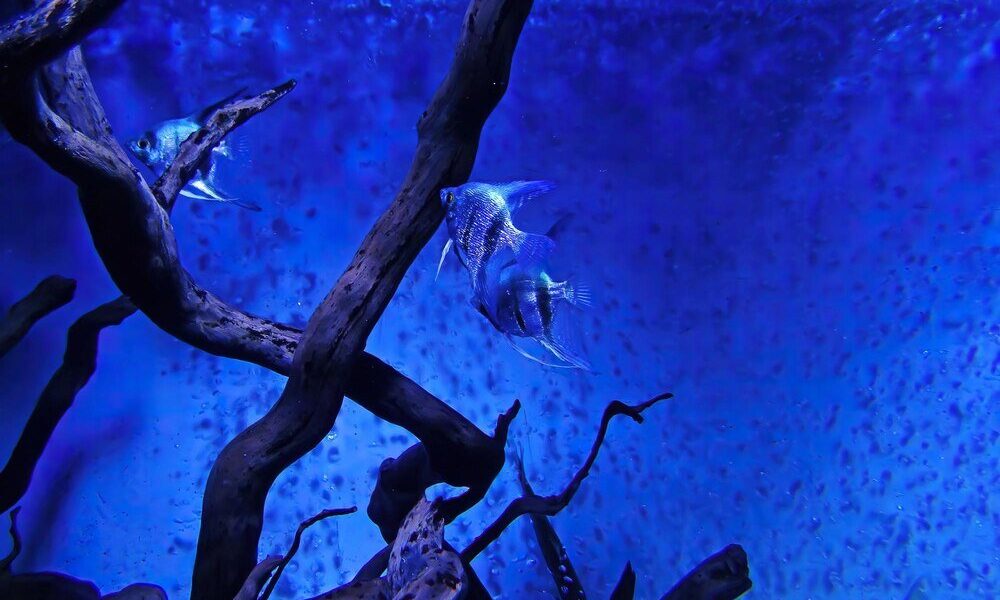 Tła do akwarium: jak wybrać najlepsze rozwiązanie dla twojego zbiornika