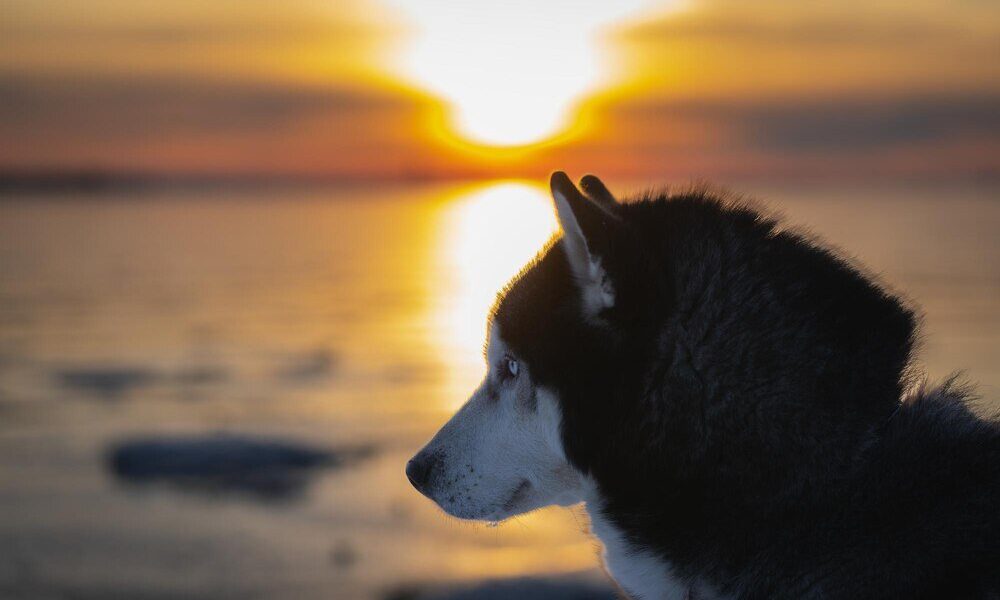 Sen o psie – symbol wierności i lęków