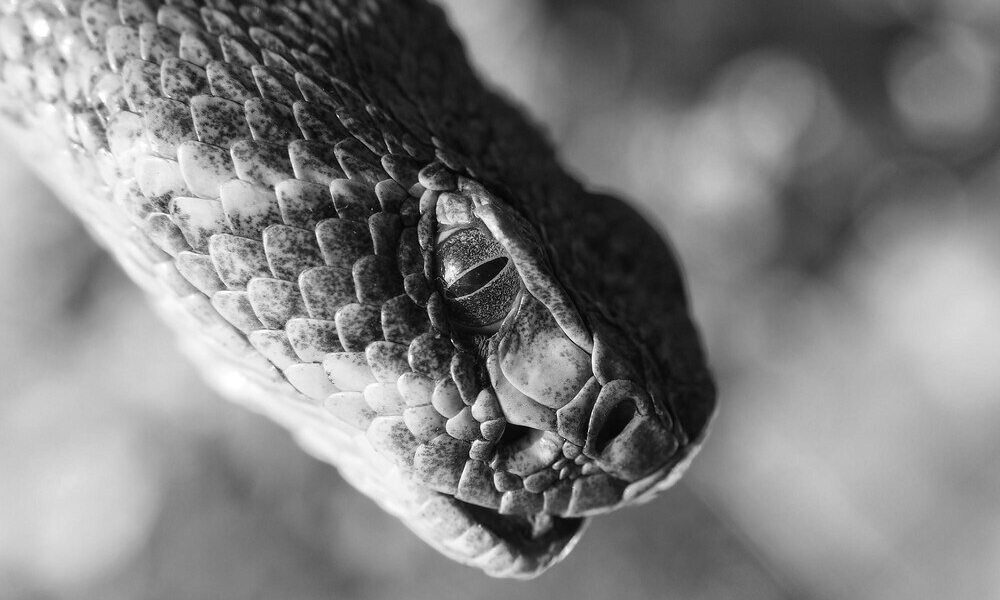 Sen o wężach – zdrada, pokusa czy przemiana?