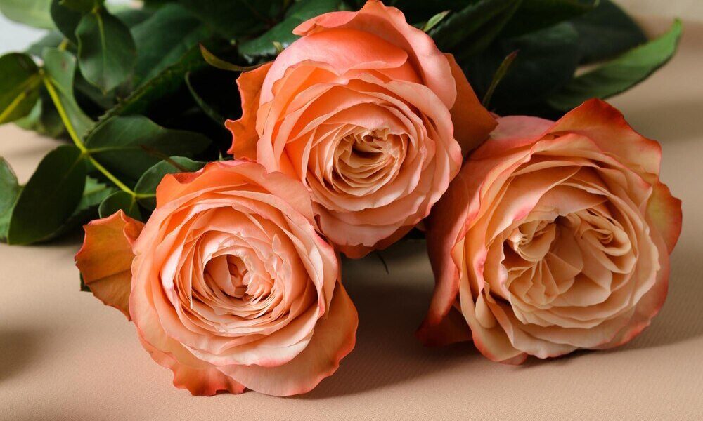 3 róże – znaczenie koloru i liczby