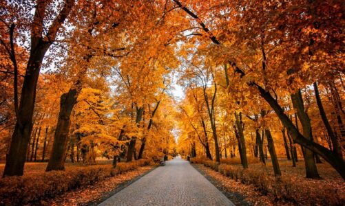 Ciekawostki o jesieni – niezwykłe fakty i obserwacje