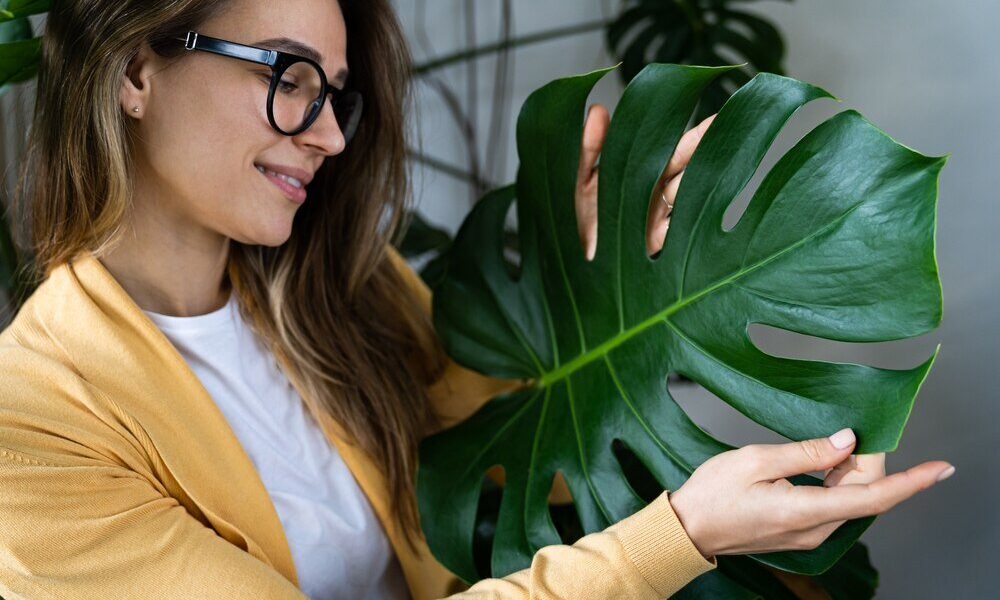Czy monstera oczyszcza powietrze – mit czy nauka?