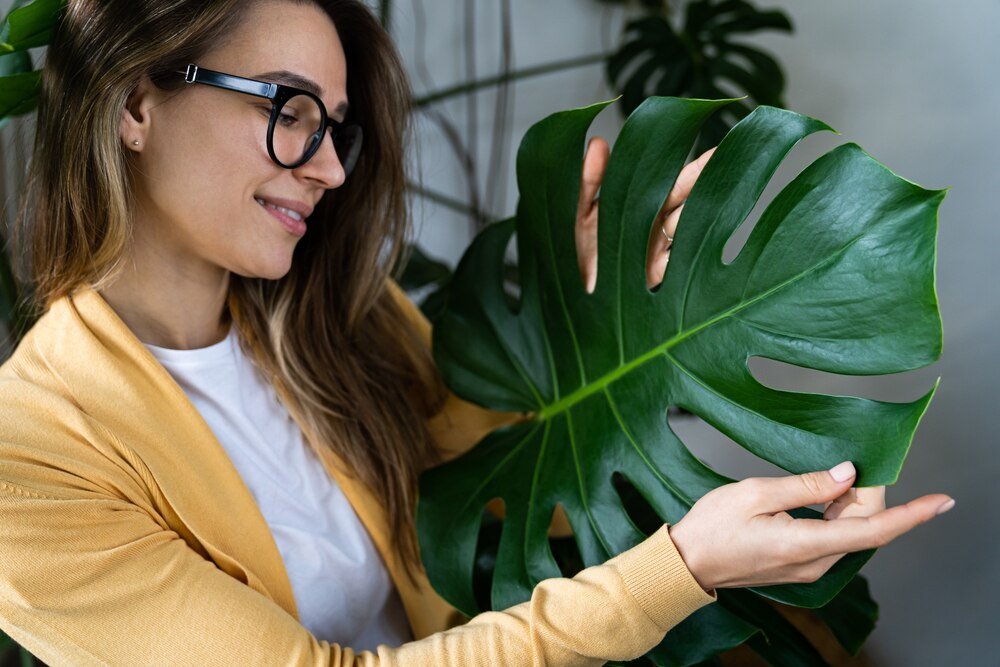 Czy monstera naprawd oczyszcza powietrze? Sprawd!