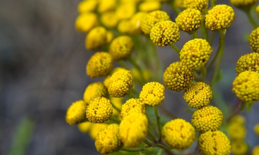 Wrotycz – właściwości magiczne i zastosowanie w rytuałach